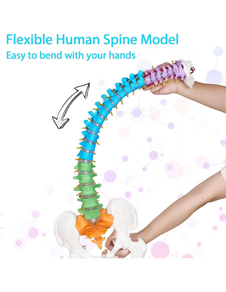 Modelo Anatómico de Columna Vertebral NLShan 88 cm Flexible Modelo Anatómico de Columna Vertebral NLShan 88 cm Flexible