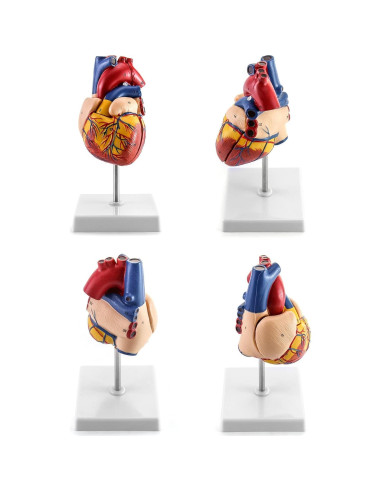 Modelo Anatómico de Corazón QWORK - 2 Piezas Tamaño Natural