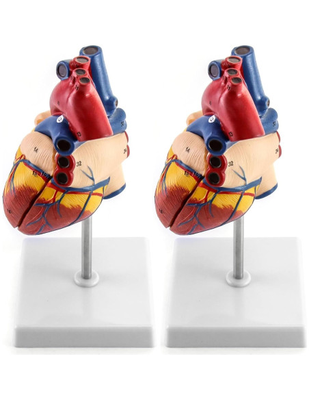 Modelo Anatómico de Corazón QWORK - 2 Piezas Tamaño Natural Modelo Anatómico de Corazón QWORK - 2 Piezas Tamaño Natural