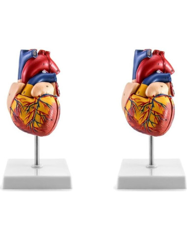 Modelo Anatómico de Corazón QWORK - 2 Piezas Tamaño Natural