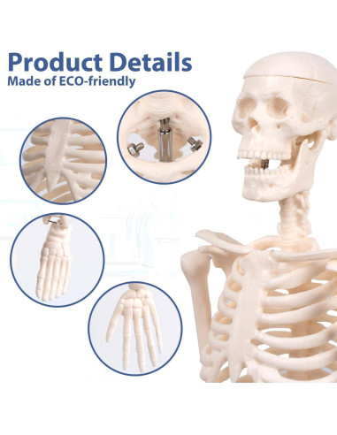 Modelo de Esqueleto Humano YASRKML 44.9 cm con Cráneo Removible