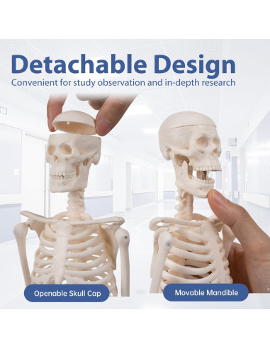 Modelo de Esqueleto Humano YASRKML 44.9 cm con Cráneo Removible