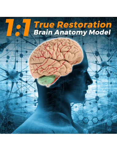 Modelo de Cerebro Humano WICHEMI 9 Partes Anatomía Educativa