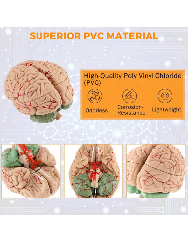 Modelo de Cerebro Humano WICHEMI 9 Partes Anatomía Educativa