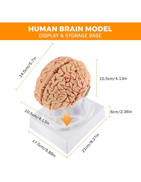 Modelo de Cerebro Humano WICHEMI 9 Partes Anatomía Educativa Modelo de Cerebro Humano WICHEMI 9 Partes Anatomía Educativa
