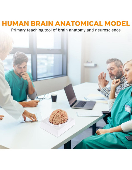 Modelo de Cerebro Humano WICHEMI 9 Partes Anatomía Educativa Modelo de Cerebro Humano WICHEMI 9 Partes Anatomía Educativa