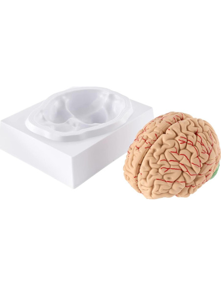 Modelo de Cerebro Humano WICHEMI 9 Partes Anatomía Educativa Modelo de Cerebro Humano WICHEMI 9 Partes Anatomía Educativa