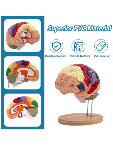 Modelo Anatómico del Cerebro Humano 2X SOEPOTIX Desmontable