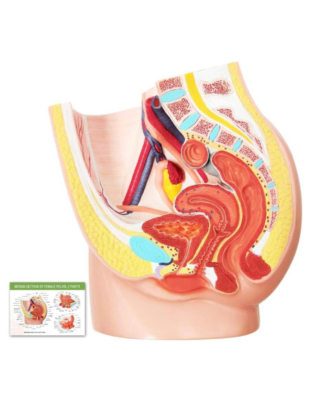 Modelo de Anatomía Reproductiva Femenina Meriden 2 Partes Modelo de Anatomía Reproductiva Femenina Meriden 2 Partes