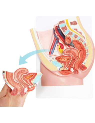 Modelo de Anatomía Reproductiva Femenina Meriden 2 Partes