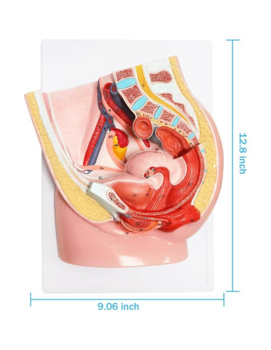 Modelo de Anatomía Reproductiva Femenina Meriden 2 Partes