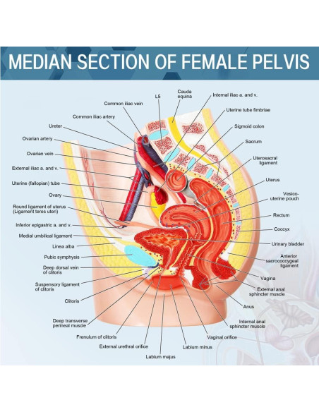 Modelo de Anatomía Reproductiva Femenina Meriden 2 Partes Modelo de Anatomía Reproductiva Femenina Meriden 2 Partes