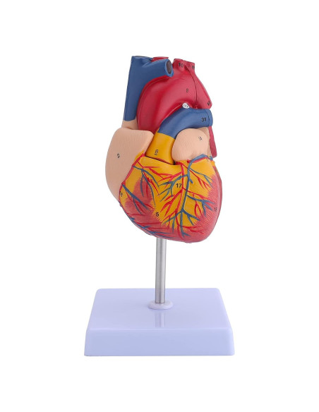 Modelo de Corazón Humano Anatómico 2 Partes 9x9x14 cm LVCHEN Modelo de Corazón Humano Anatómico 2 Partes 9x9x14 cm LVCHEN
