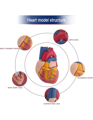 Modelo de Corazón Humano Anatómico 2 Partes 9x9x14 cm LVCHEN