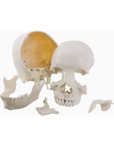Modelo de Cráneo Humano Beauchene 22 Piezas PVC Color Hueso