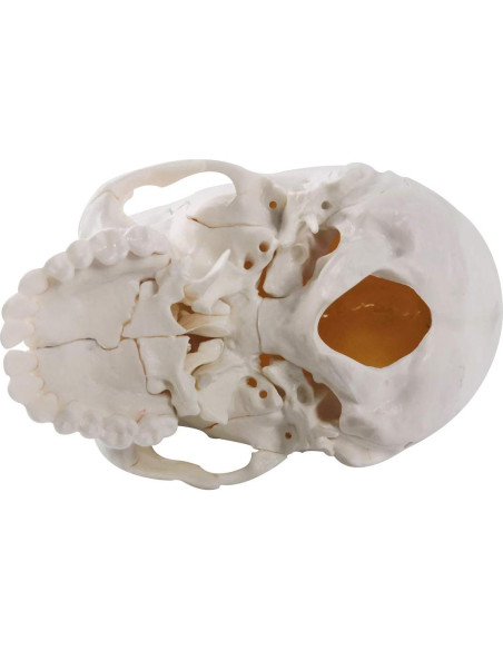 Modelo de Cráneo Humano Beauchene 22 Piezas PVC Color Hueso Modelo de Cráneo Humano Beauchene 22 Piezas PVC Color Hueso