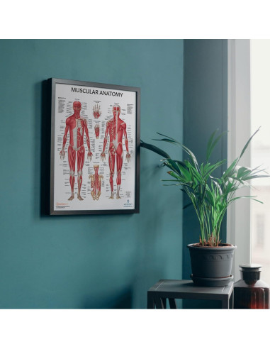 Cartel Anatómico Muscular Laminado 57.2x43.9 cm - Laboratorio de Anatomía