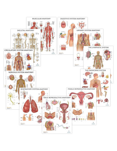 Cartel Anatómico Muscular Laminado 57.2x43.9 cm - Laboratorio de Anatomía