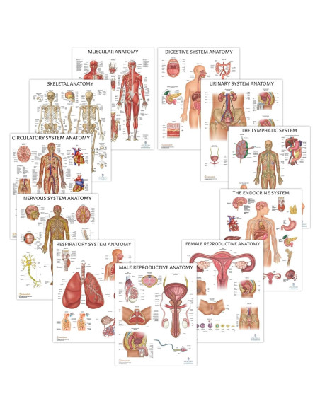 Cartel Anatómico Muscular Laminado 57.2x43.9 cm - Laboratorio de Anatomía Cartel Anatómico Muscular Laminado 57.2x43.9 cm - Laboratorio de Anatomía