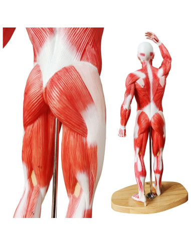 Modelo de Músculo Humano EVOTECH 1/4 Tamaño Vida 54cm