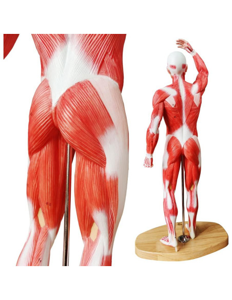 Modelo de Músculo Humano EVOTECH 1/4 Tamaño Vida 54cm Modelo de Músculo Humano EVOTECH 1/4 Tamaño Vida 54cm