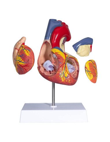 Modelo de Corazón Humano ANNWAH 2X Ampliado para Estudio