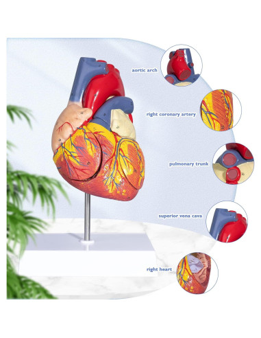 Modelo de Corazón Humano ANNWAH 2X Ampliado para Estudio