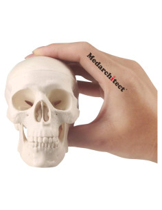 Modelo de Cráneo Miniatura Medarchitect con Mandíbula Articulada