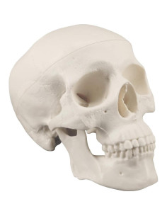 Modelo de Cráneo Miniatura Medarchitect con Mandíbula Articulada 2