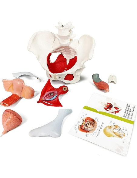 Modelo Anatómico de Pelvis Femenina EVOTECH 6-Partes Modelo Anatómico de Pelvis Femenina EVOTECH 6-Partes