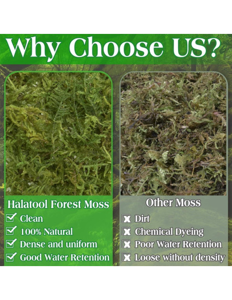 Musgo Verde Natural Halatool 170g para Plantas de Interior Musgo Verde Natural Halatool 170g para Plantas de Interior