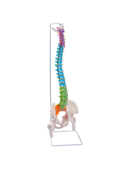 Modelo de Columna Vertebral Flexible Breesky 87.8 cm con Soporte Modelo de Columna Vertebral Flexible Breesky 87.8 cm con Soporte