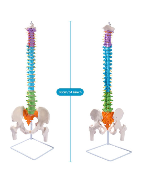 Modelo de Columna Vertebral Flexible Breesky 87.8 cm con Soporte Modelo de Columna Vertebral Flexible Breesky 87.8 cm con Soporte