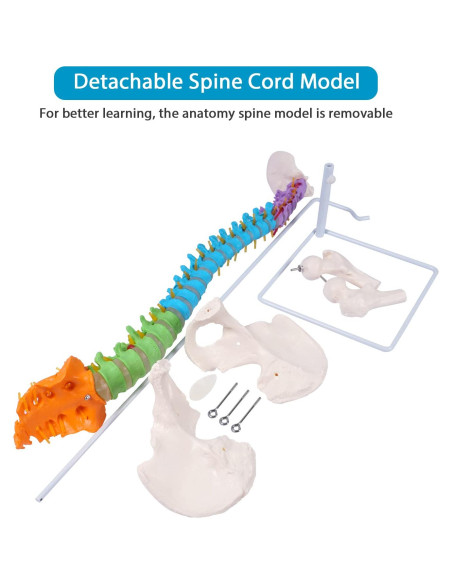 Modelo de Columna Vertebral Flexible Breesky 87.8 cm con Soporte Modelo de Columna Vertebral Flexible Breesky 87.8 cm con Soporte