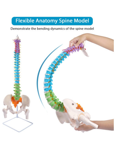 Modelo de Columna Vertebral Flexible Breesky 87.8 cm con Soporte