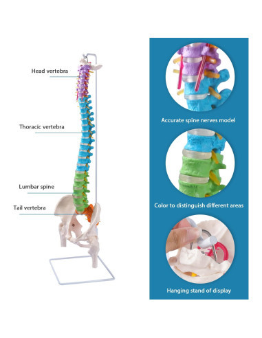 Modelo de Columna Vertebral Flexible Breesky 87.8 cm con Soporte