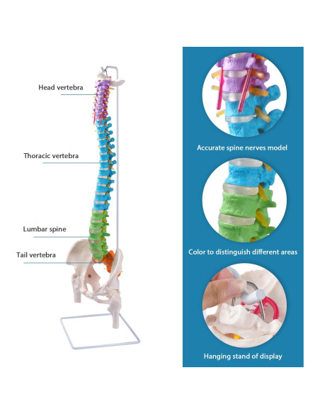 Modelo de Columna Vertebral Flexible Breesky 87.8 cm con Soporte Modelo de Columna Vertebral Flexible Breesky 87.8 cm con Soporte