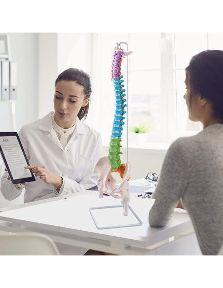 Modelo de Columna Vertebral Flexible Breesky 87.8 cm con Soporte Modelo de Columna Vertebral Flexible Breesky 87.8 cm con Soporte