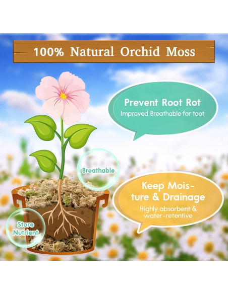 Musgo Sphagnum Premium Riare 150 g - Mezcla para Plantas Musgo Sphagnum Premium Riare 150 g - Mezcla para Plantas