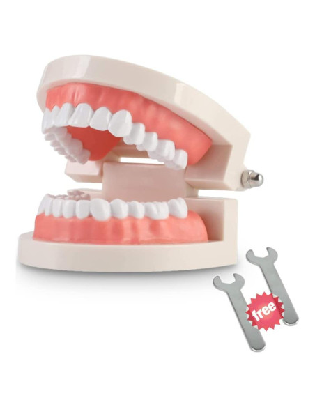 Modelo Dental Typodont Adulto Thinkprice con 2 Llaves Fijas Modelo Dental Typodont Adulto Thinkprice con 2 Llaves Fijas