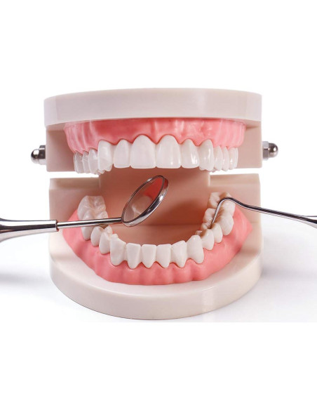 Modelo Dental Typodont Adulto Thinkprice con 2 Llaves Fijas Modelo Dental Typodont Adulto Thinkprice con 2 Llaves Fijas