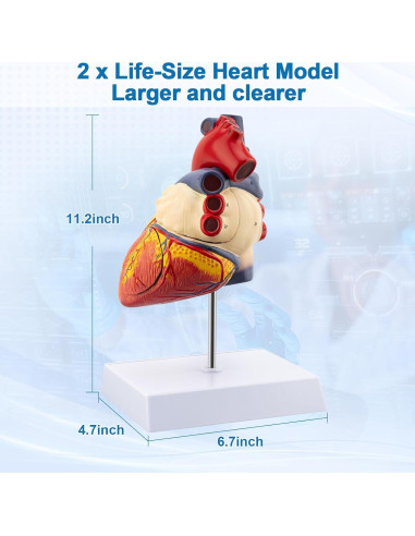 Modelo Anatómico del Corazón TYRRDE 2X 49 Estructuras