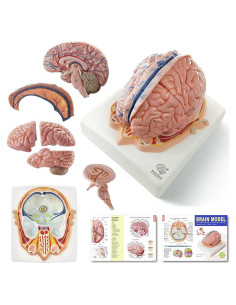 Modelo Cerebro Humano 7 Partes EVOTECH SCIENTIFIC PVC