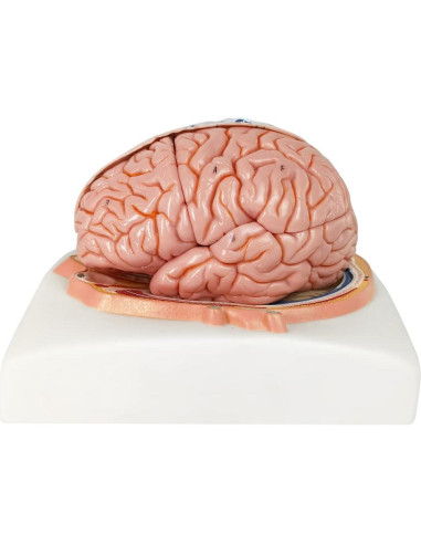 Modelo Cerebro Humano 7 Partes EVOTECH SCIENTIFIC PVC