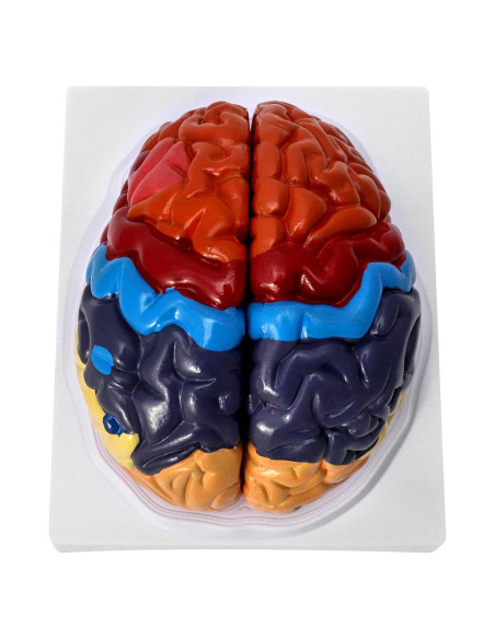 Modelo Anatómico de Cerebro Humano QWORK 20.5x17x15cm Modelo Anatómico de Cerebro Humano QWORK 20.5x17x15cm