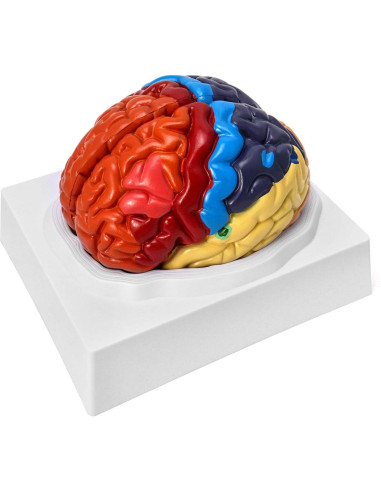 Modelo Anatómico de Cerebro Humano QWORK 20.5x17x15cm