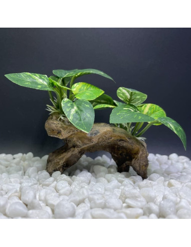 Decoración para Acuarios Smoothedo-Pets Tipo C Ecológica