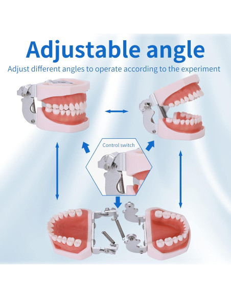 Modelo de Dientes Typodont 28 Dientes Removibles con Destornillador Modelo de Dientes Typodont 28 Dientes Removibles con Destornillador