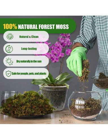 Musgo Sphagnum Seco Natural Doter 1 Paquete 5 qt