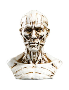 Modelo Humano Anatomía Cráneo HSOMiD Mini 10.2 cm 2
